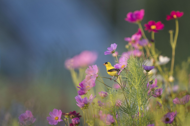 Bird over grass and flowers