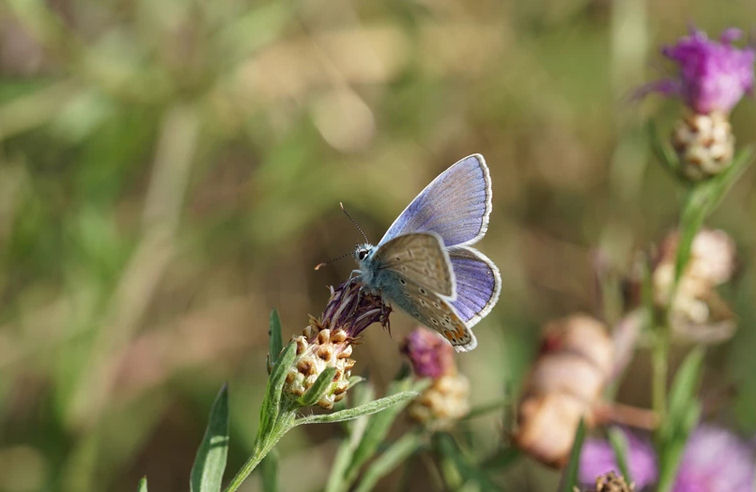 Butterfly on flower